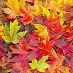 Maple-Colors