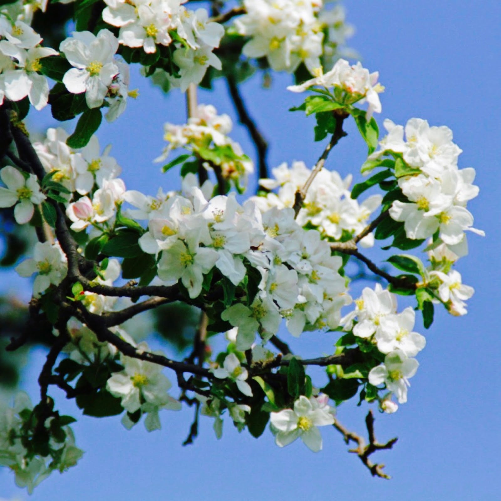 OrchardBlossom