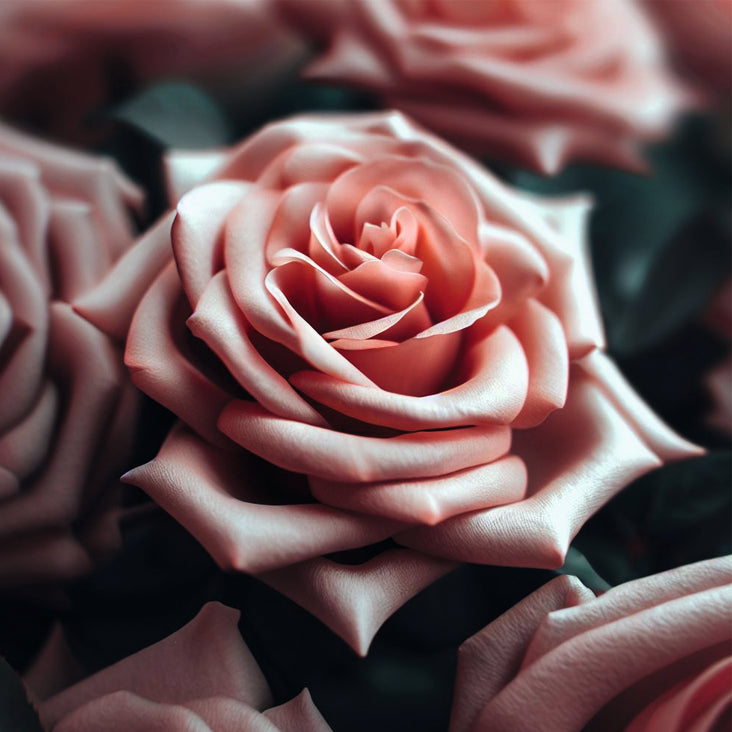 label_52x52 rose garden 2
