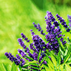 LovelyLavender